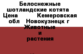 Белоснежные шотландские котята › Цена ­ 500 - Кемеровская обл., Новокузнецк г. Животные и растения » Кошки   . Кемеровская обл.